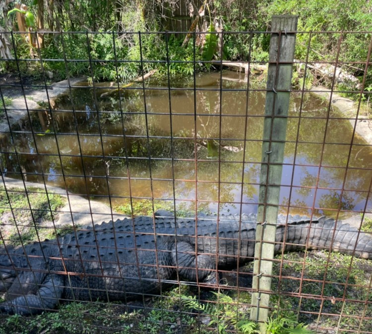 Croc Encounters (Tampa,&nbspFL)